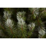 Новогодняя елка TRIUMPH TREE, Женева, 215 см, заснеженная 73998